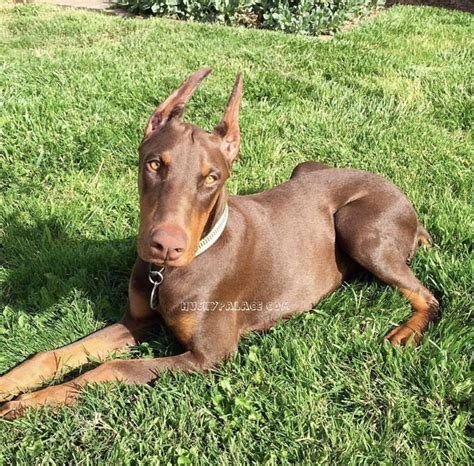 doberman nc